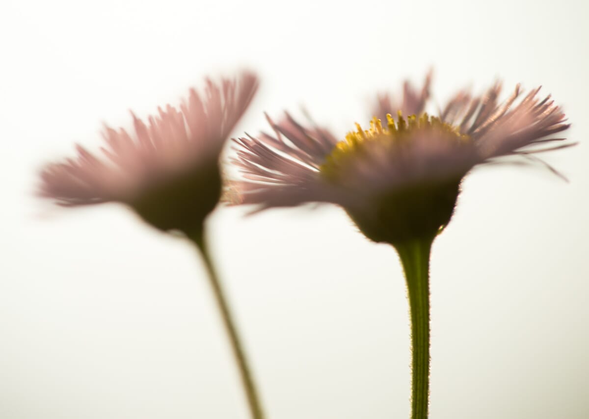 Flower photo shot with the Tiffen ND filter kit