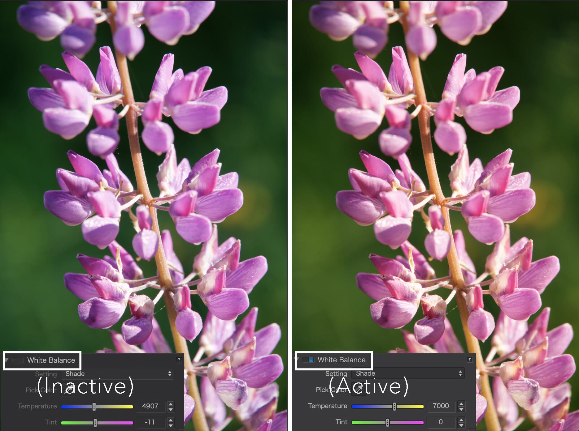 dxo photolab elite vs essentials