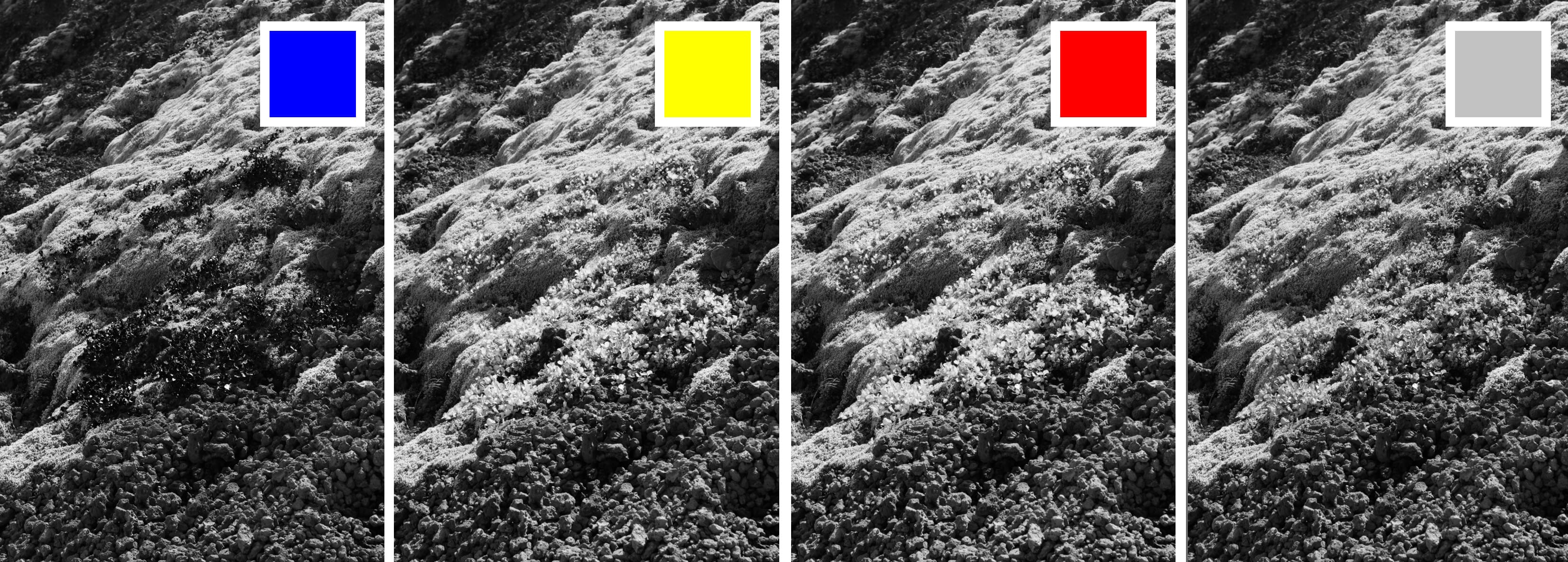 These black and white images are identical except for the color of the filter applied after B&W conversion.