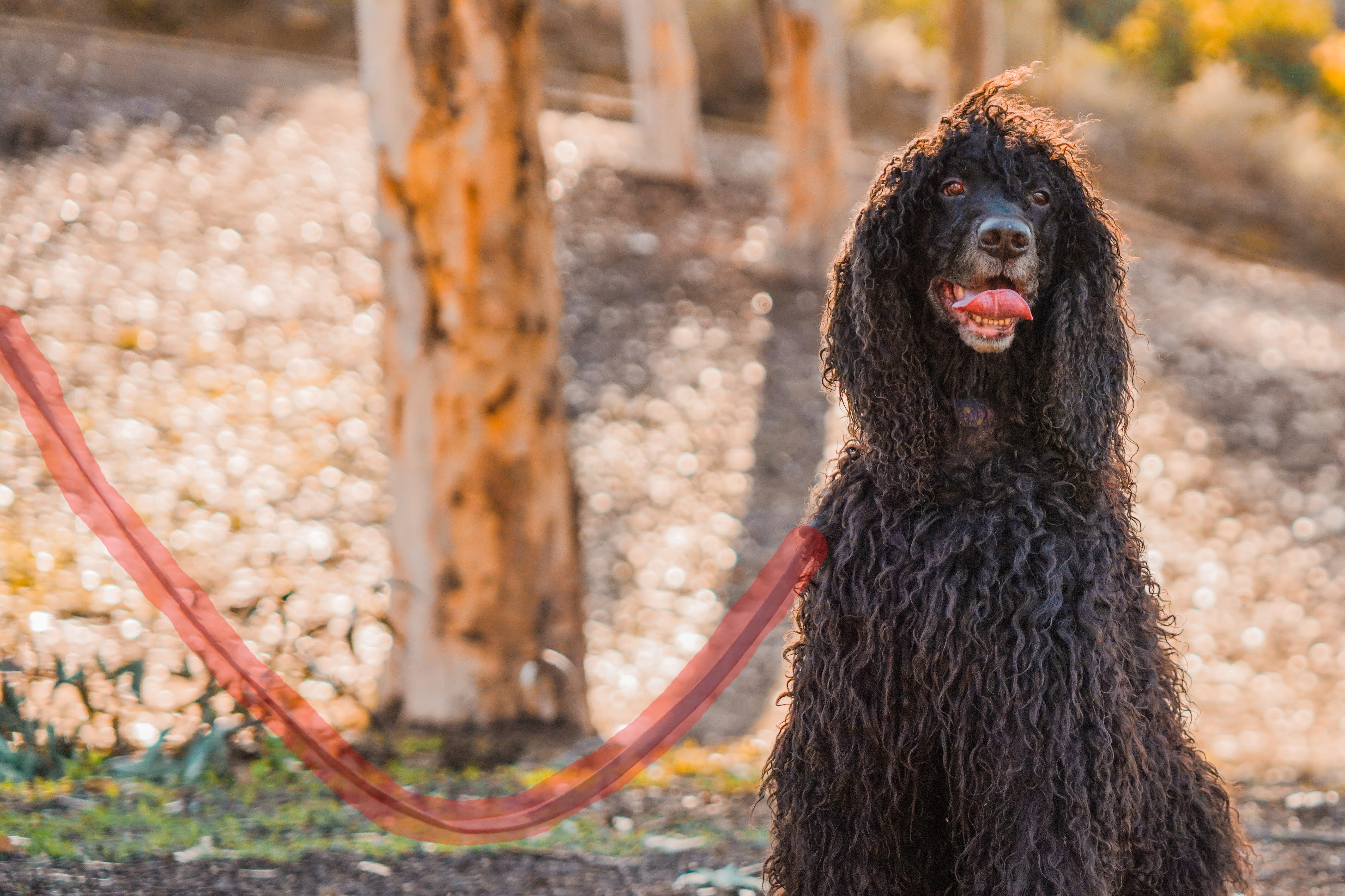 Object removal apps can help you get rid of pesky things, such as dog leashes.