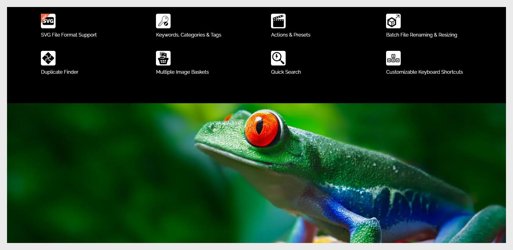 ACDSee Photo Studio Home editor with macro shot of green and blue frog with red eye