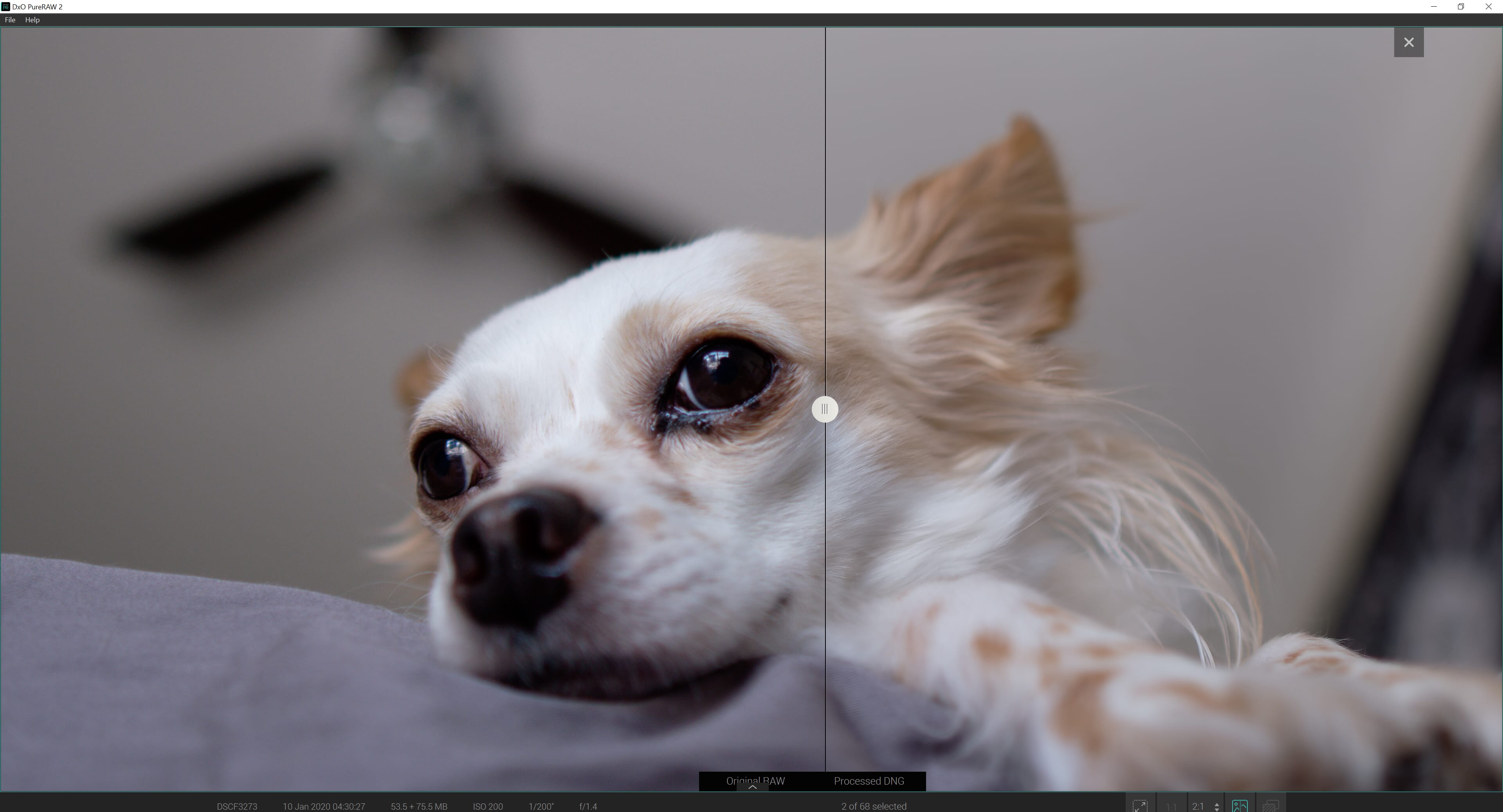 Focus on the difference in the dog's eye