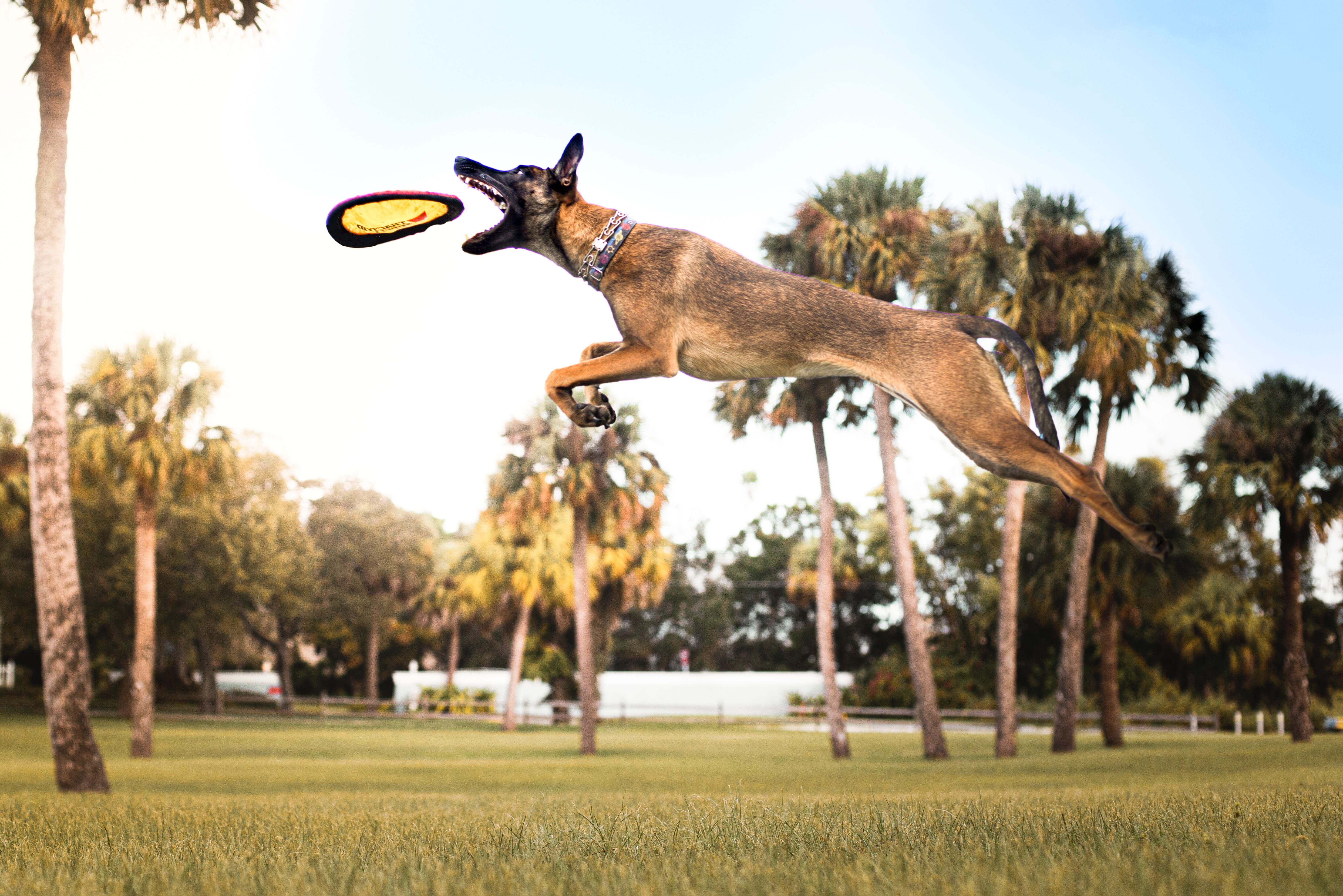 best camera for taking pictures of dogs