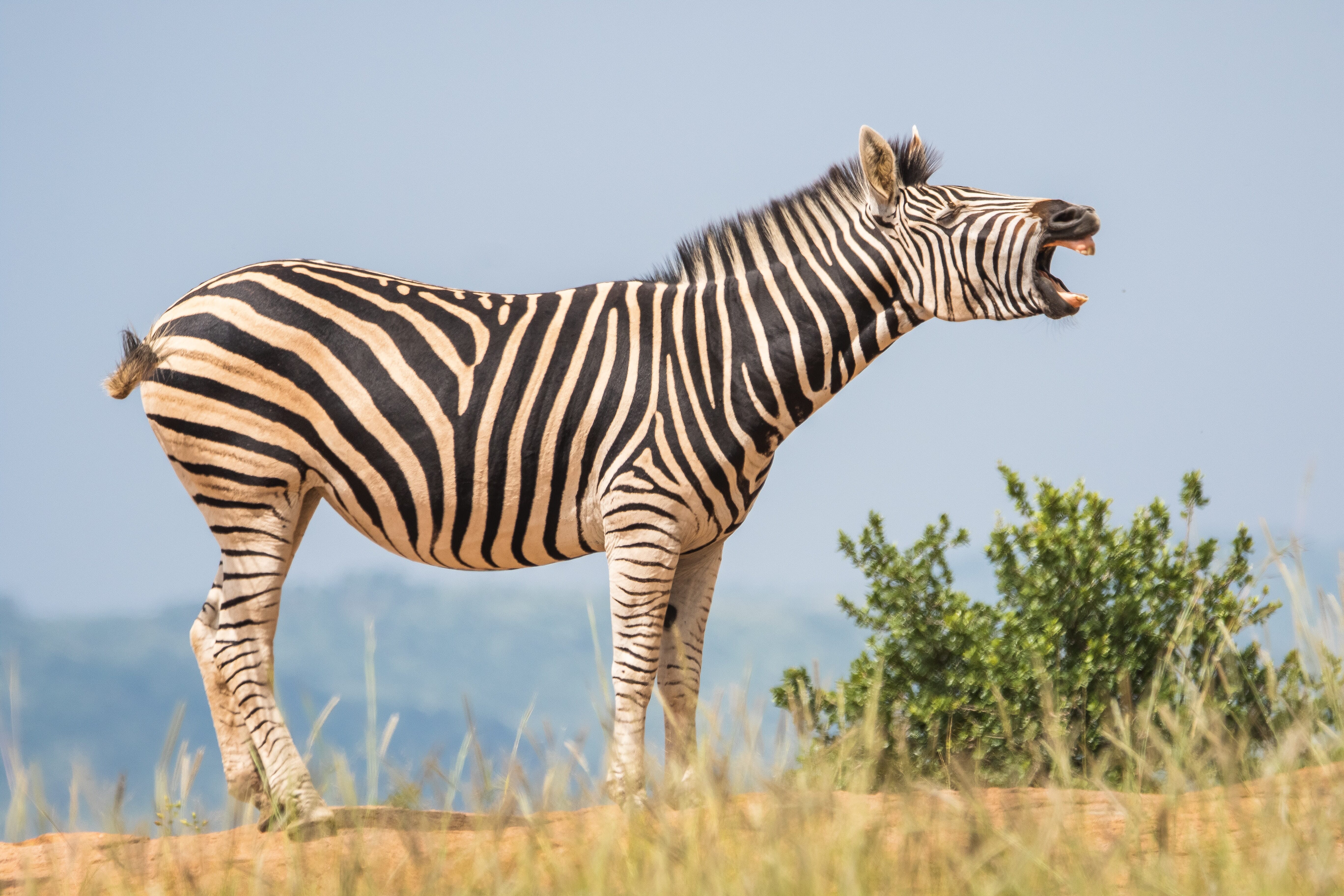 Once you find the best camera for widllfie photography, go out there and capture the world and all of its inhabitants!