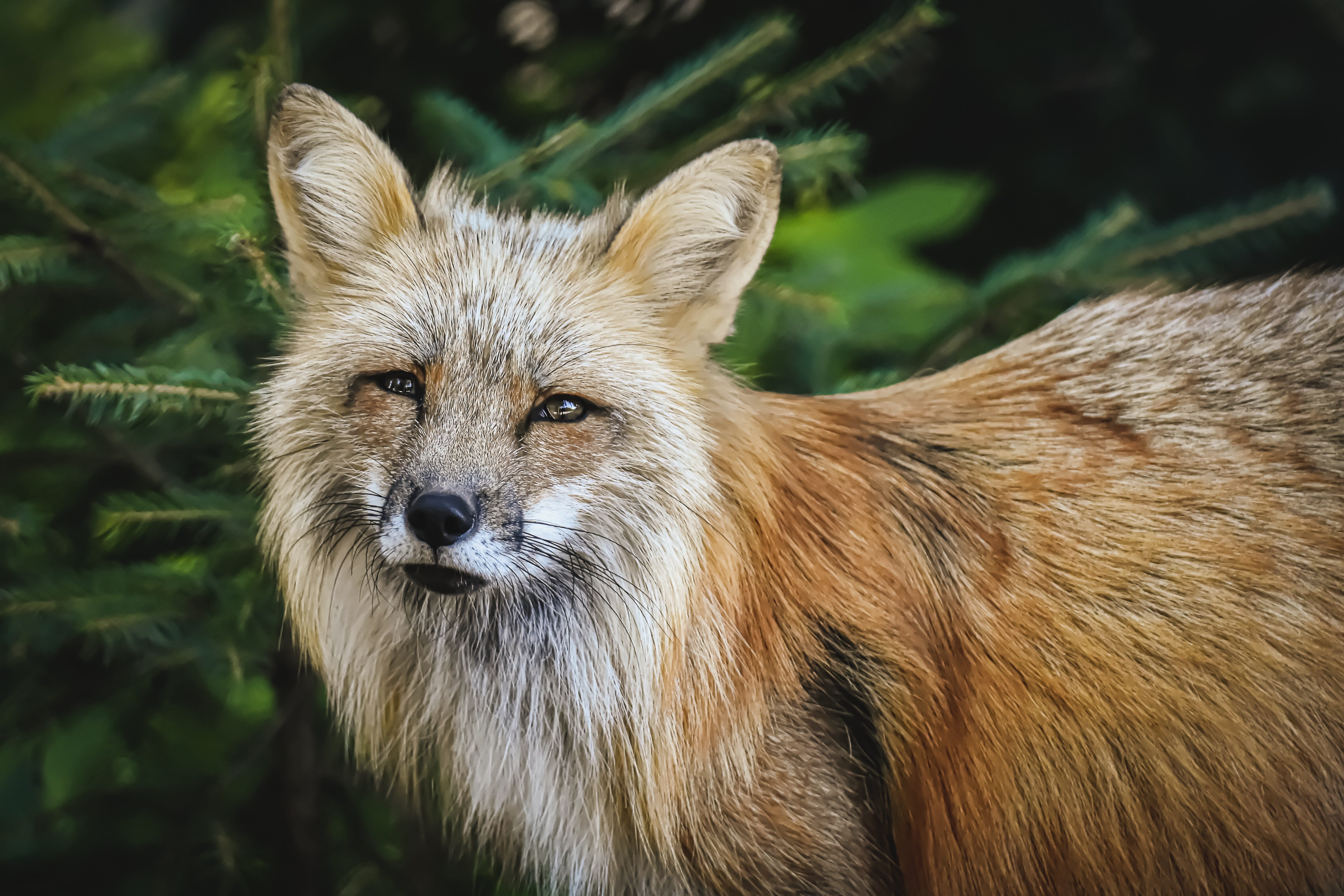 Choosing the best camera helps you get results such as this photograph of a wild fox.