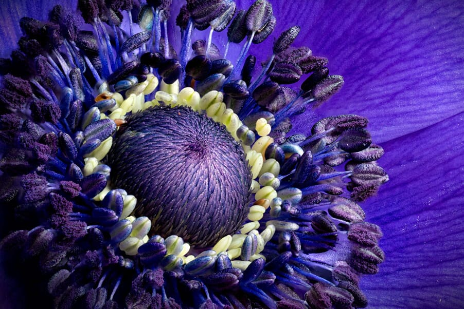 A flower with great detail captured using focus stacking