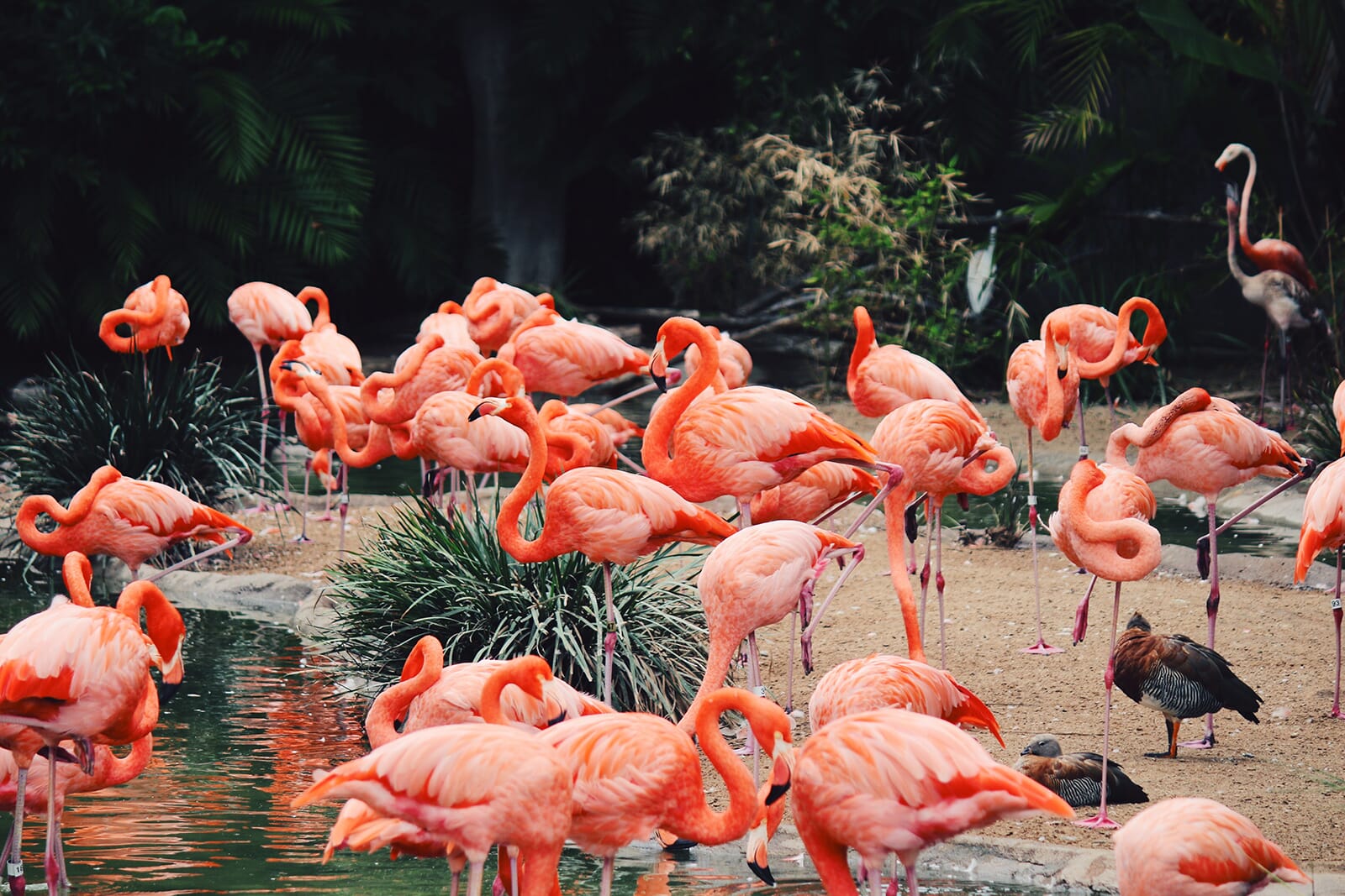 Flamingos basking in the water at San Diego Zoo