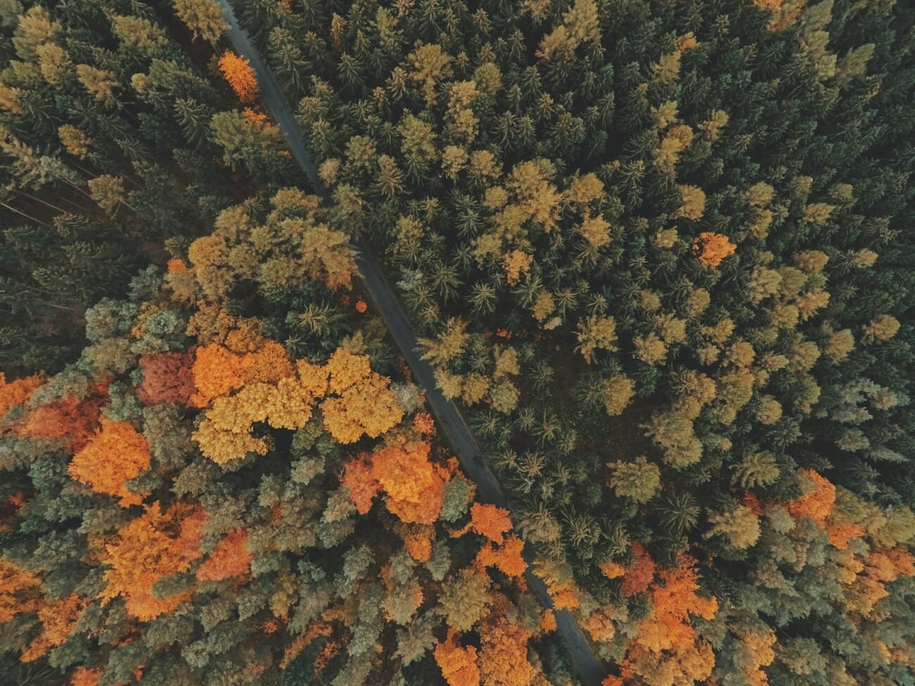 Aerial autumn landscape showing colorful tree patterns from drone altitude