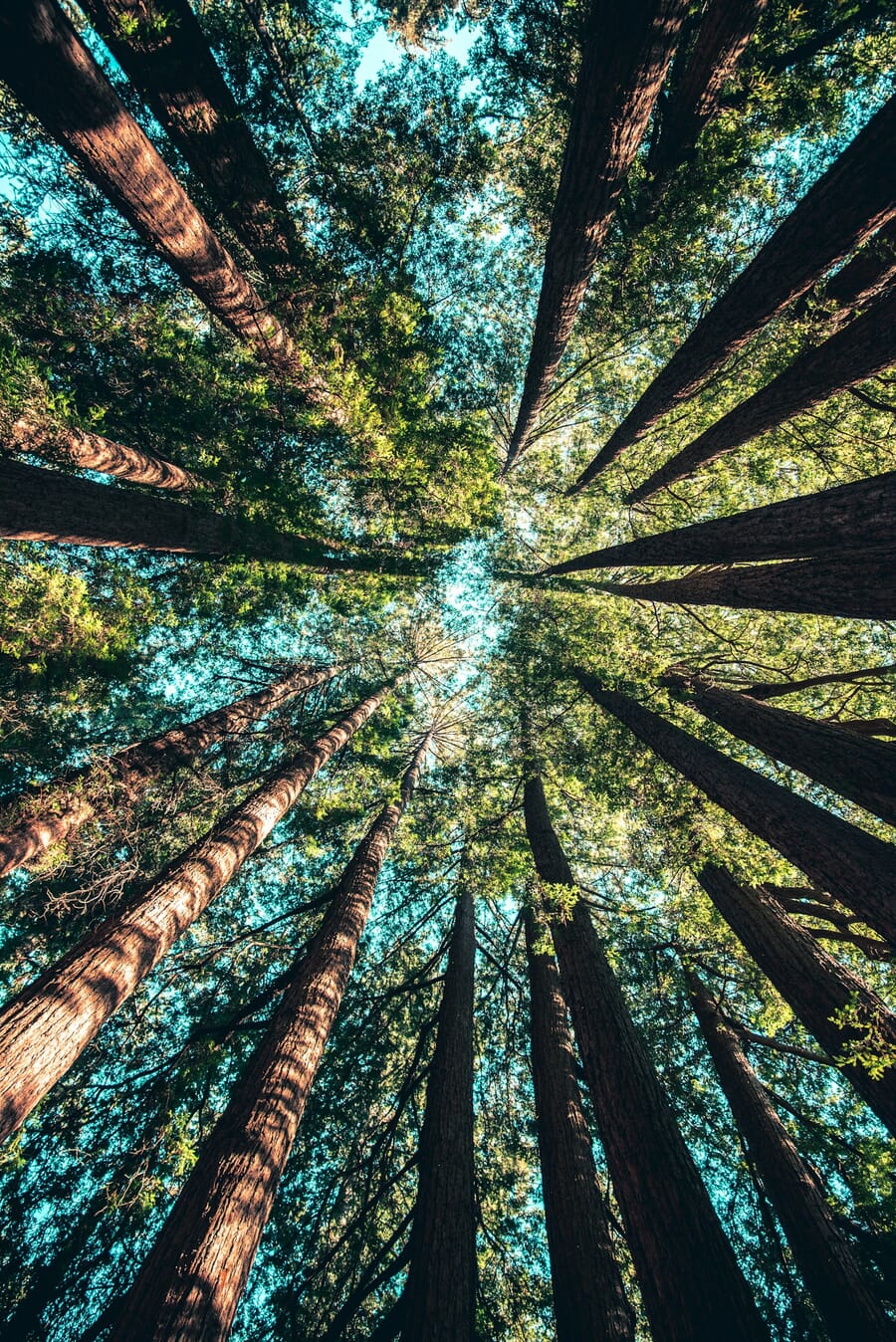 Looking straight up through giant redwood trees from ground level, demonstrating the worm's eye view