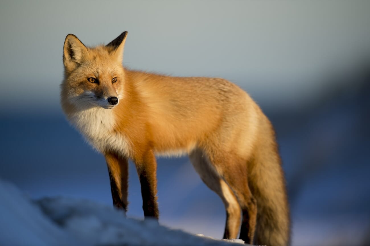 Red fox in snow photographed with a telephoto lens, sharp subject against soft background