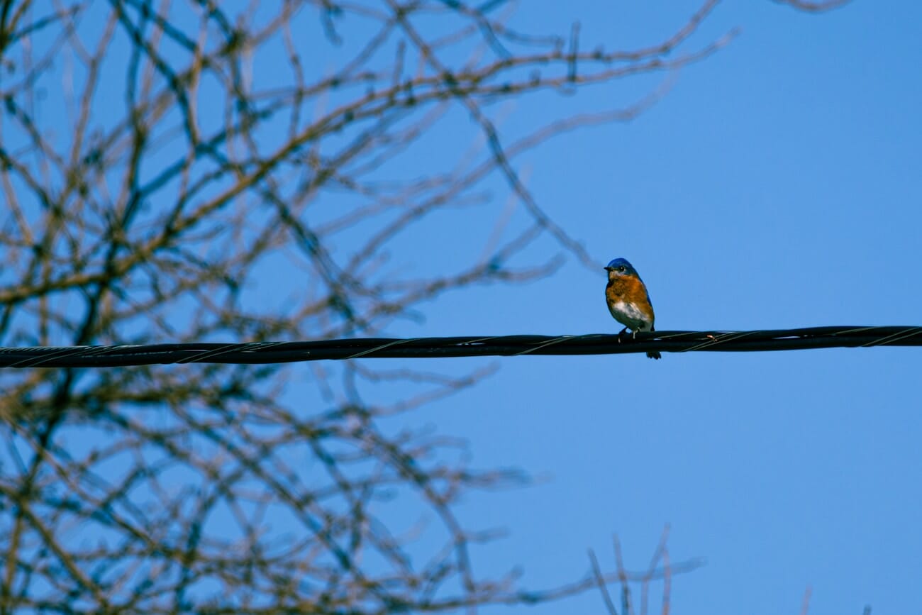 Robin perched on a power line, photographed with Canon EOS R7
