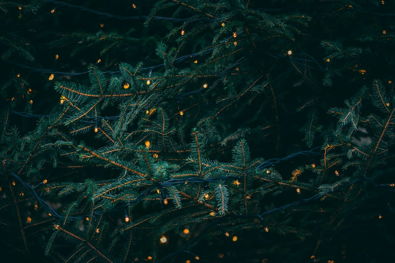 An evergreen branch draped with warm yellow fairy lights, blurred slightly out of focus to turn each bulb into a soft round highlight.