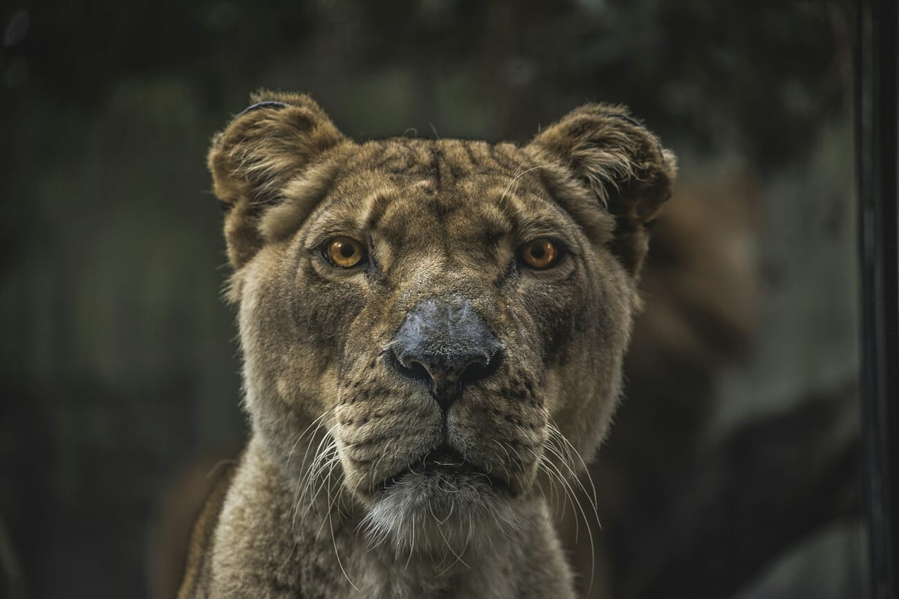 A tight headshot of a lioness with amber eyes, her face sharply in focus against a deep green out-of-focus background.