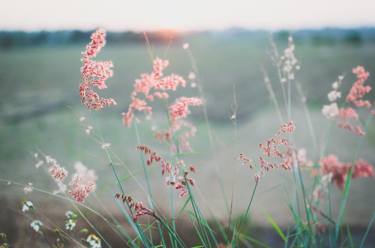 Pink ornamental grass in sharp focus at ground level against a blurred blue-and-pink sunset sky, shot at 35mm f/1.8.