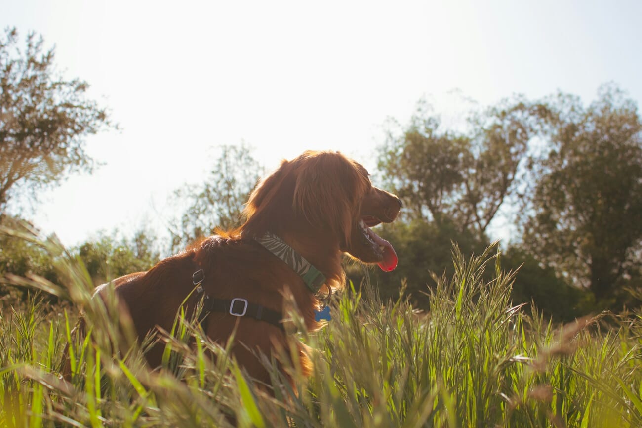 A golden retriever panting in tall grass during golden hour, backlit by low sun with soft bokeh in the grasses and trees behind.