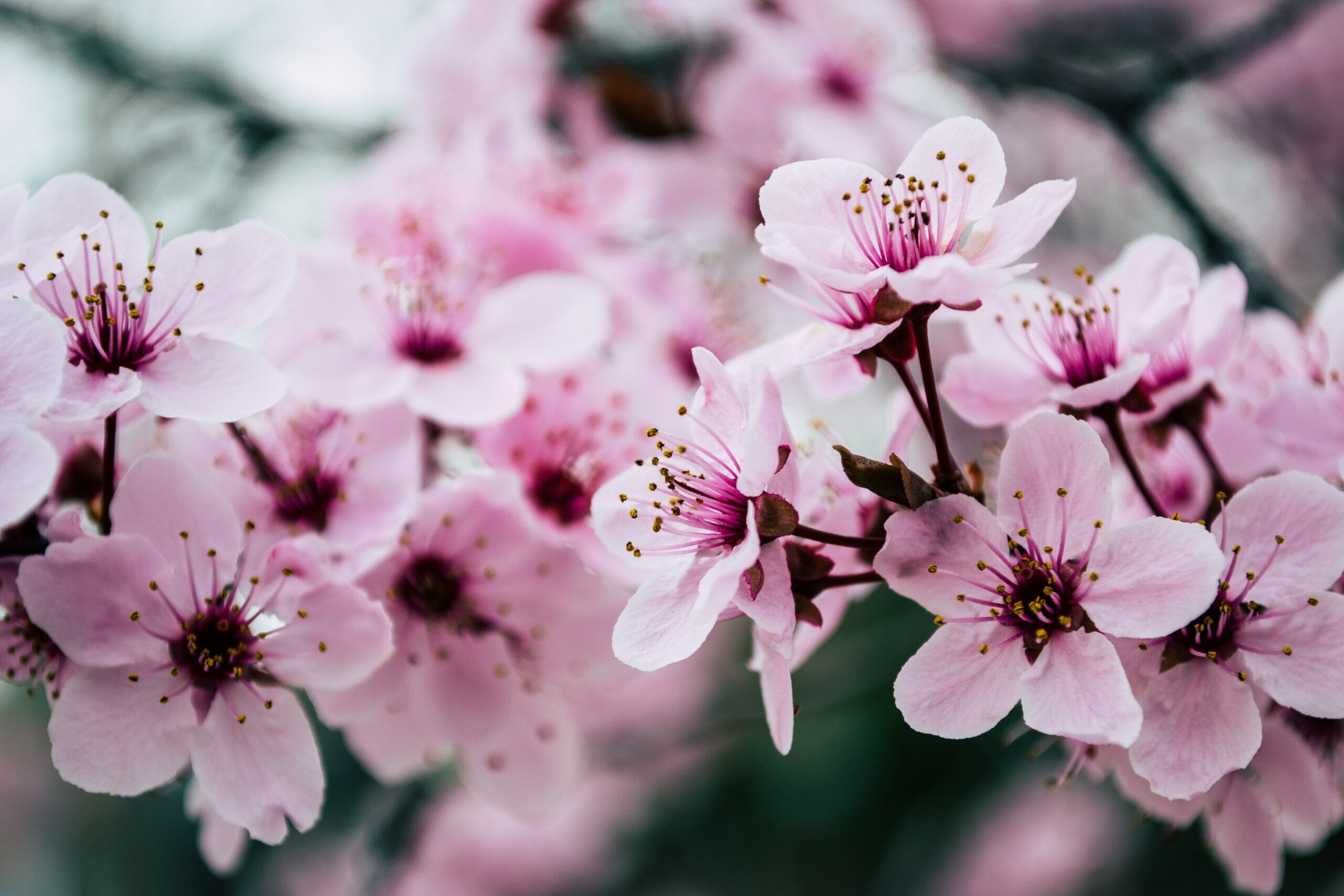    Cherry Blossom Photography Tips 101 