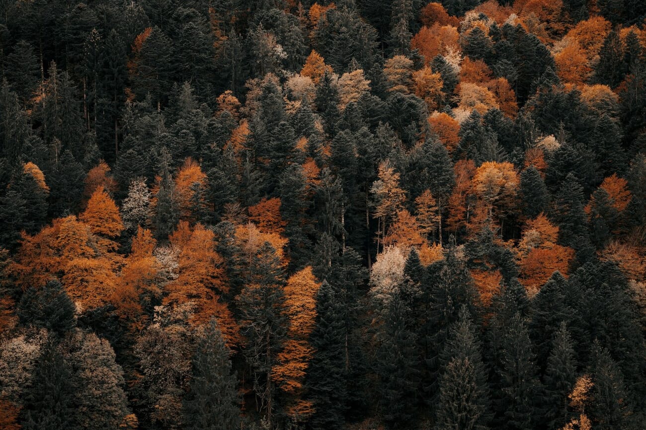 Aerial view of an autumn forest in analogous warm colors, reds, oranges and golds blending harmoniously