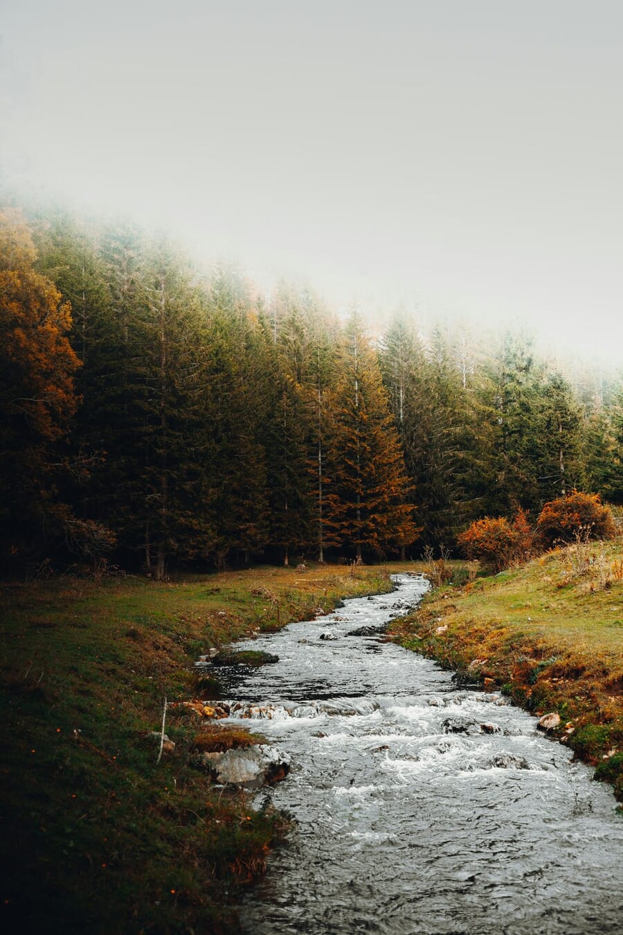 Muted foggy autumn stream with desaturated colors creating a quiet somber mood