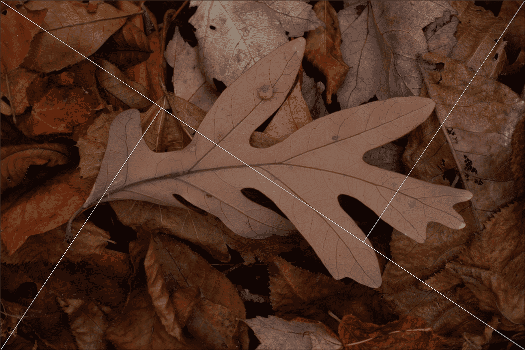 A brown leaf on a forest floor in autumn with a white overlay crisscrossing the scene.