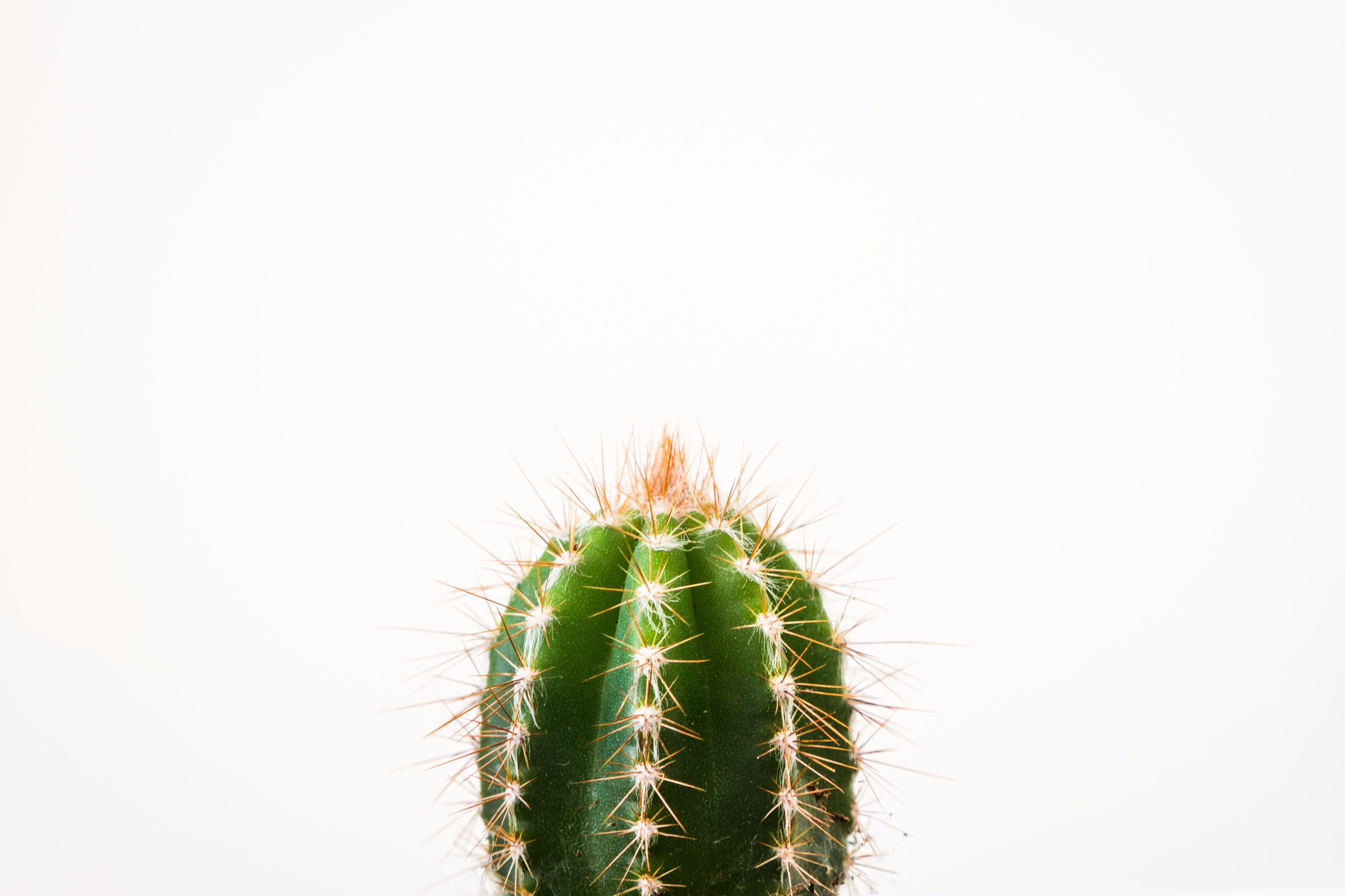 A green cactus with yellow needles against a white background.