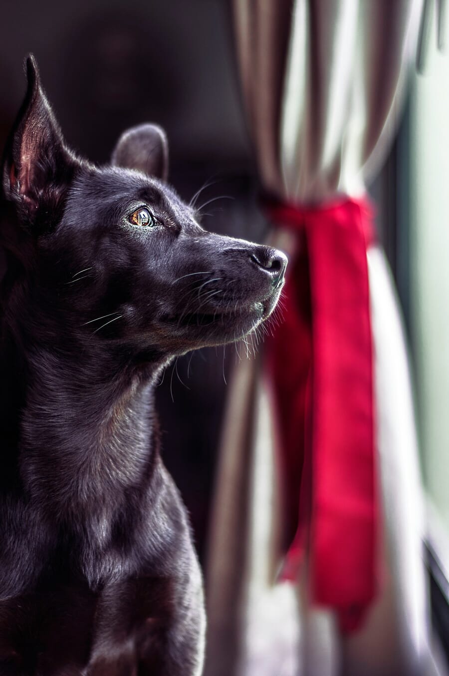 Black dog photographed in low window light