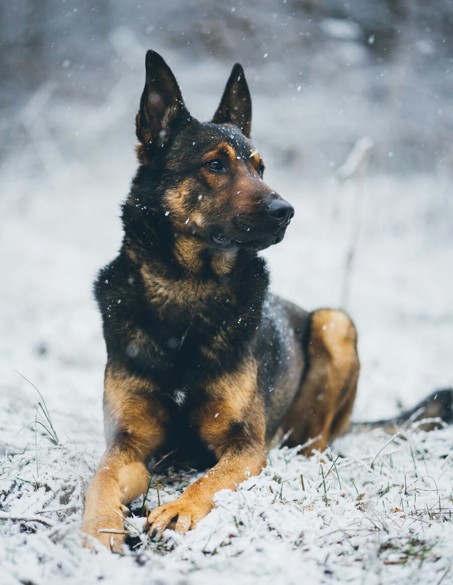 Dog standing in snow in soft winter light