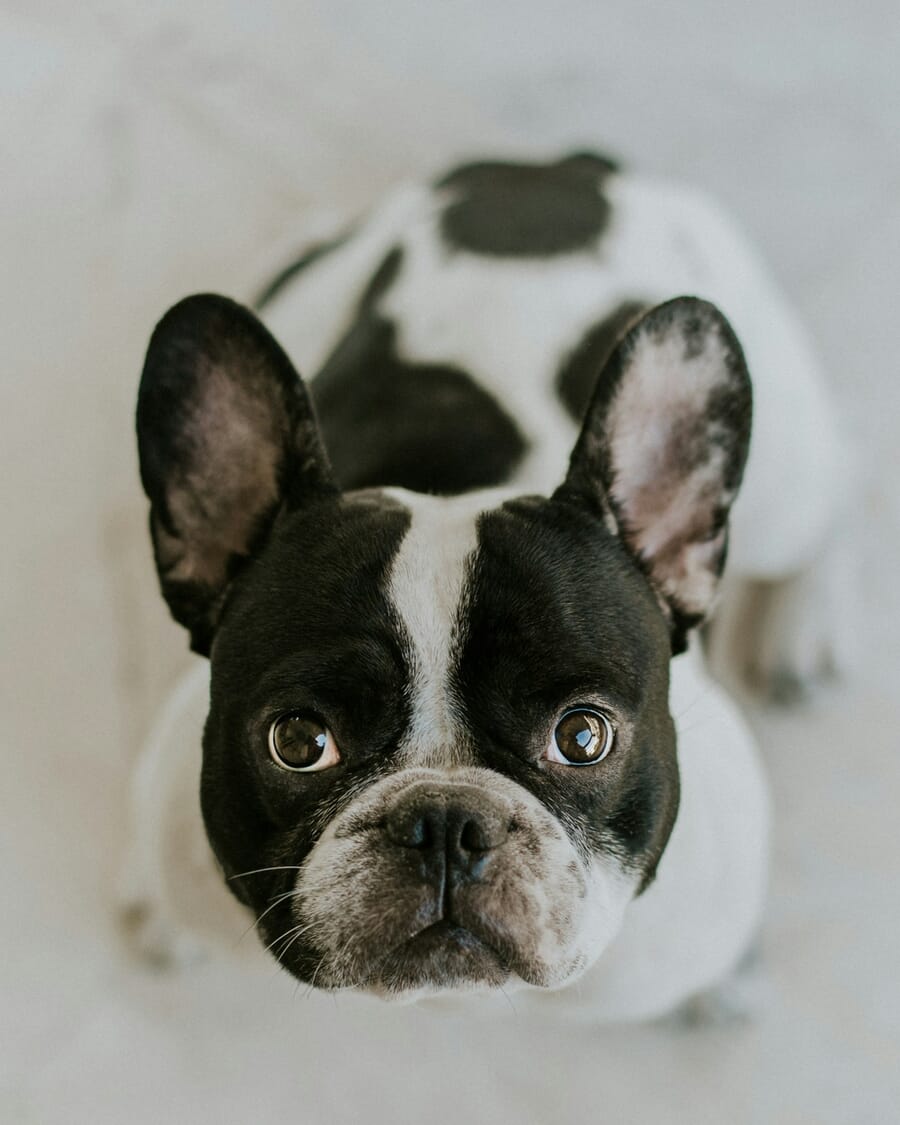 Close-up portrait of a dog with sharp eyes and soft background