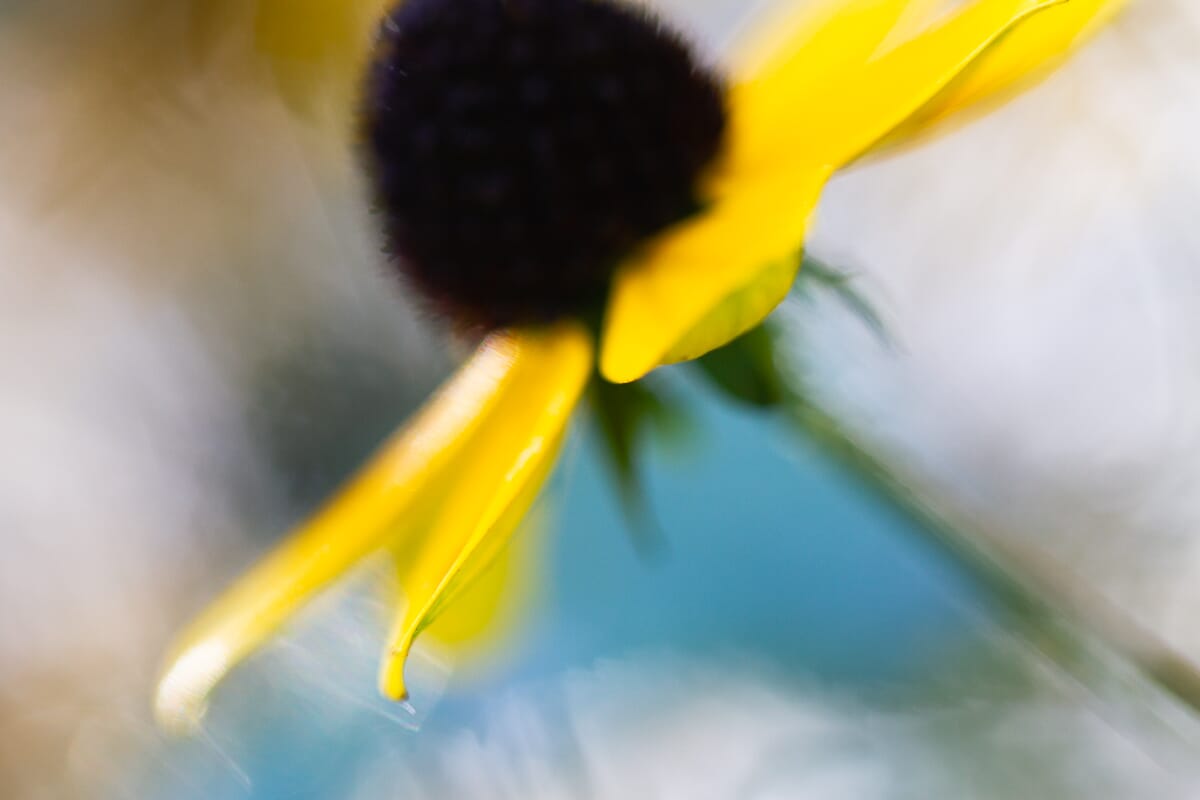 black eyed susan abstract