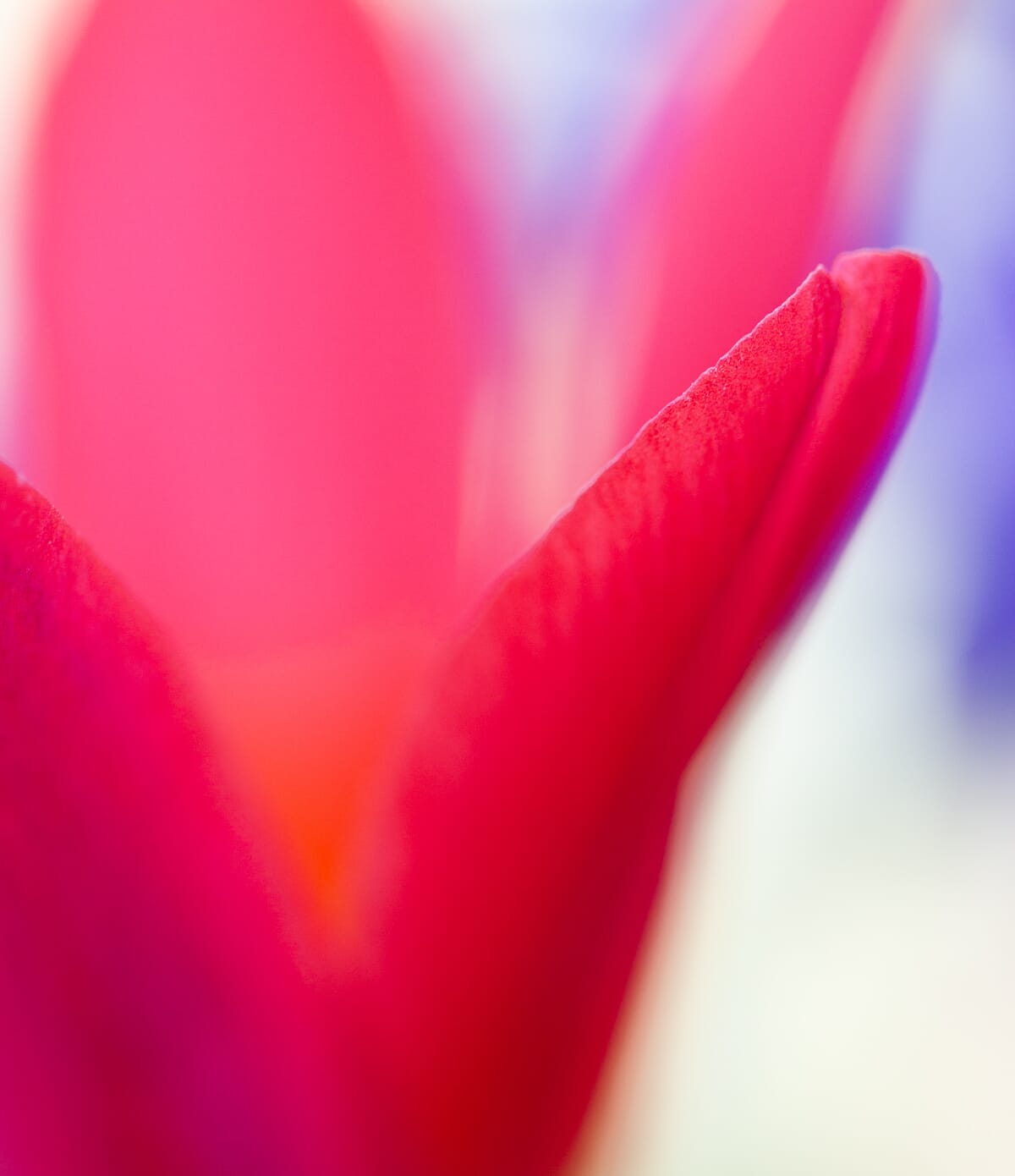 tulip abstract