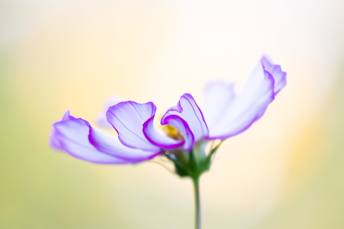 This cosmos portrait required a bit of contrast and a slightly lifted exposure.