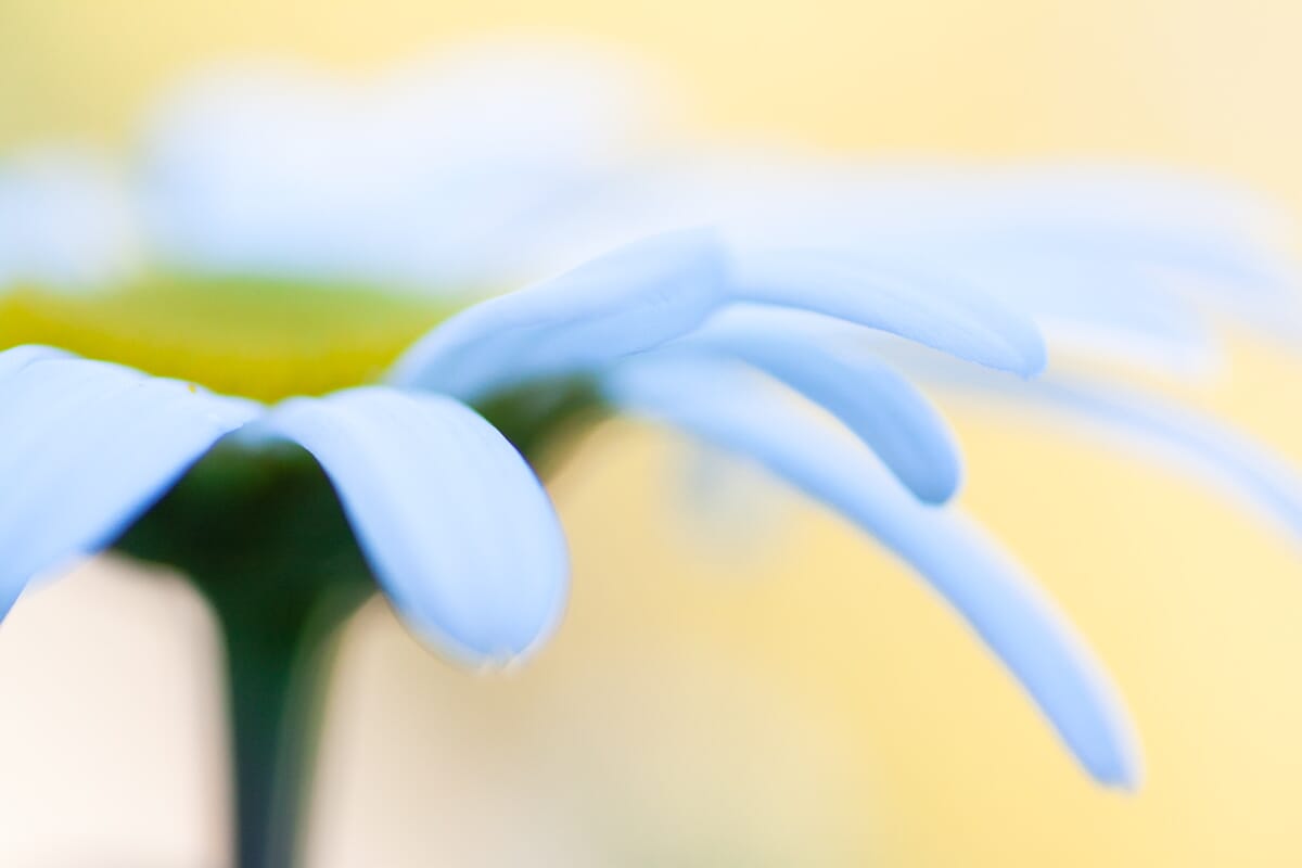 This daisy photo only required global adjustments! I boosted the exposure, the saturation, and the contrast.