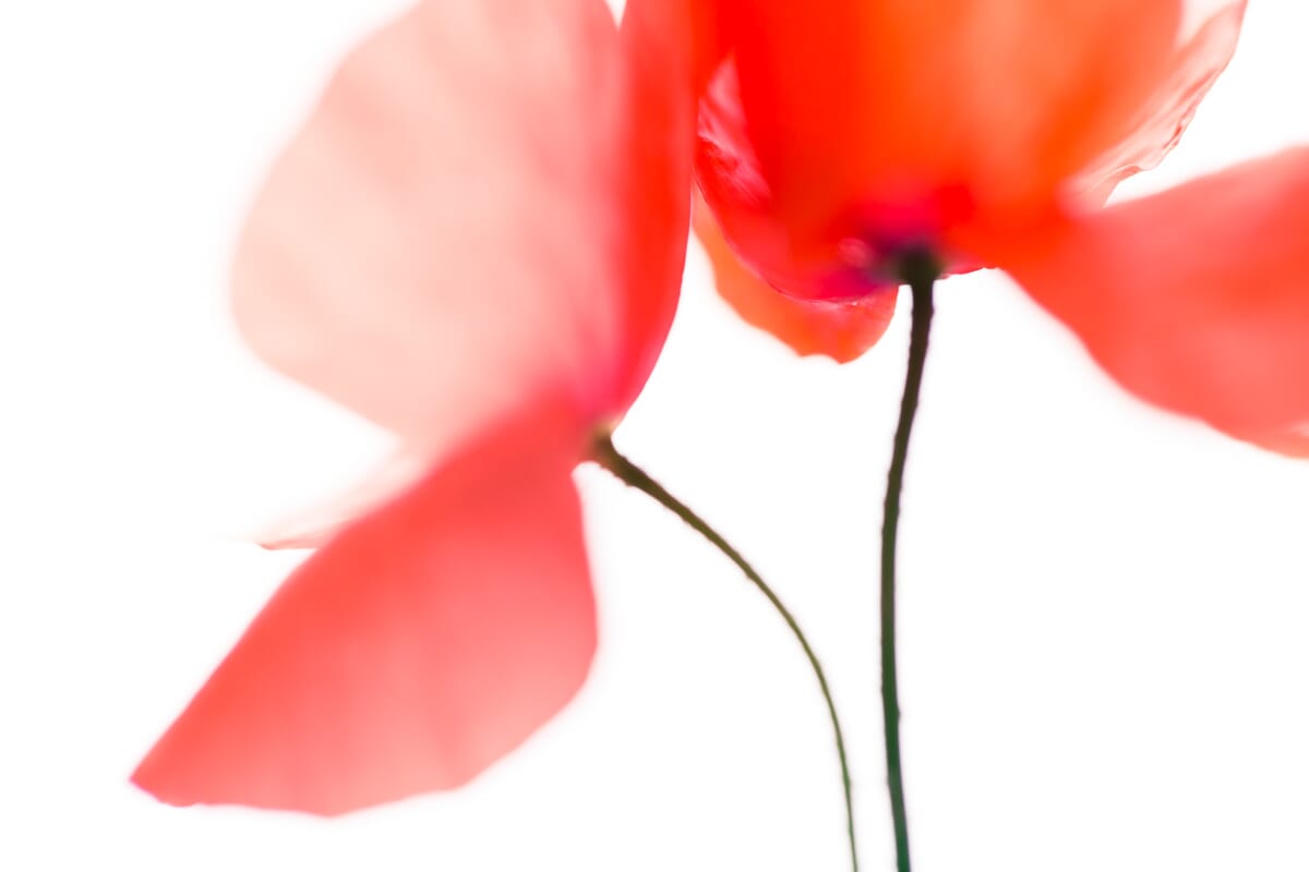 poppy edit photos abstract