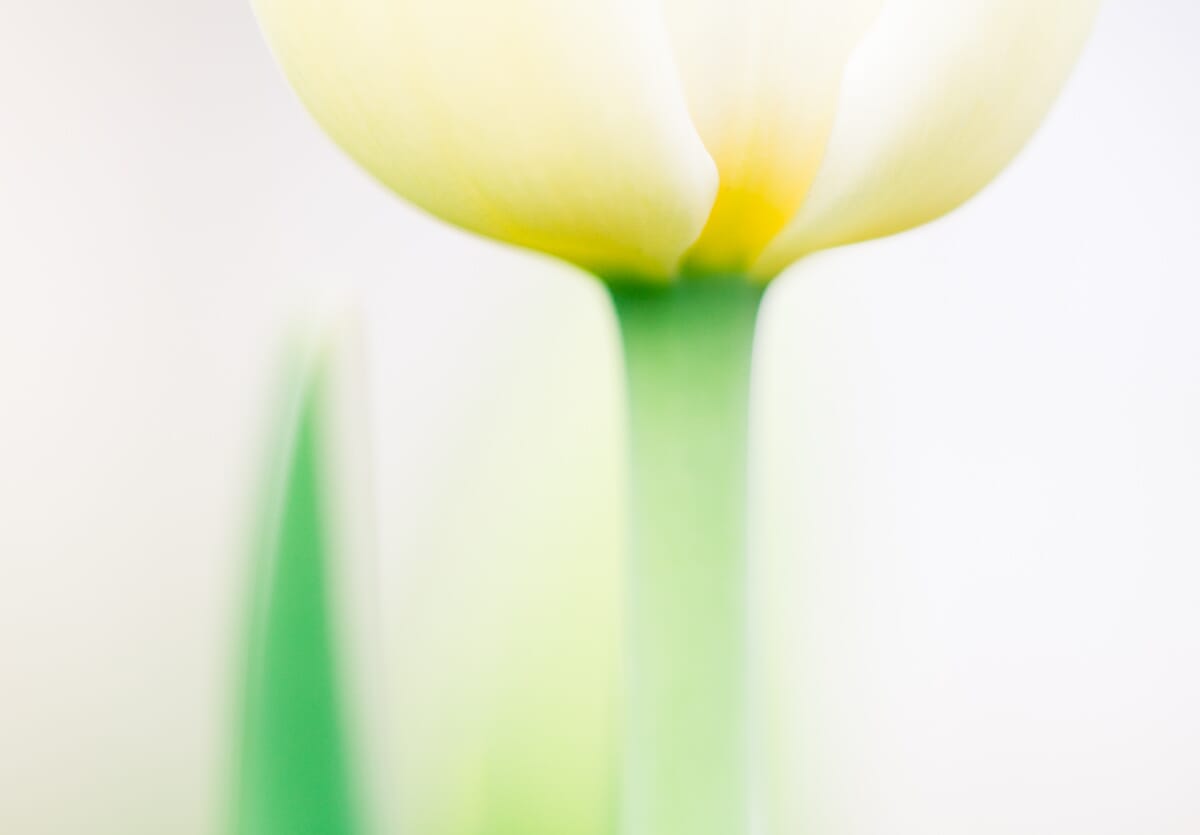 tulip abstract