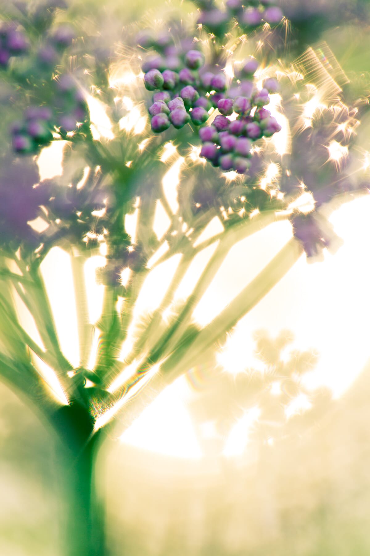 flower with bokeh photo editing