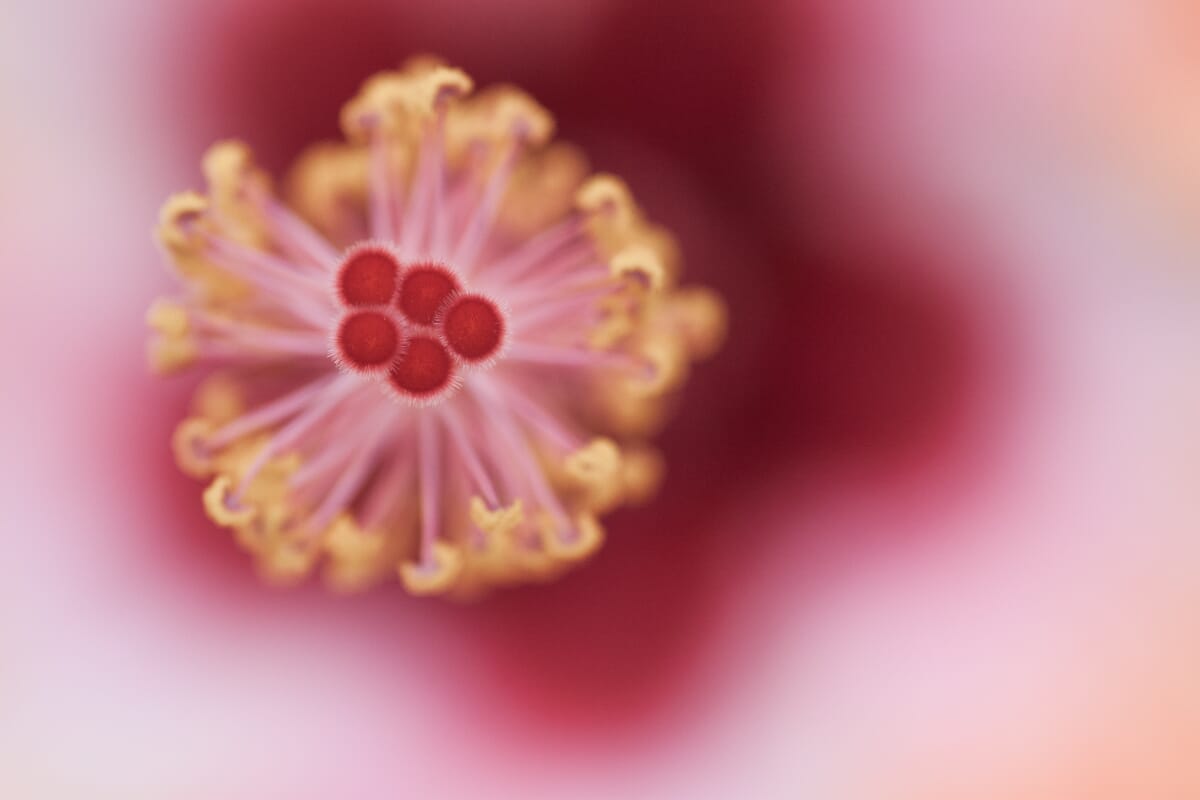 hibiscus low contrast