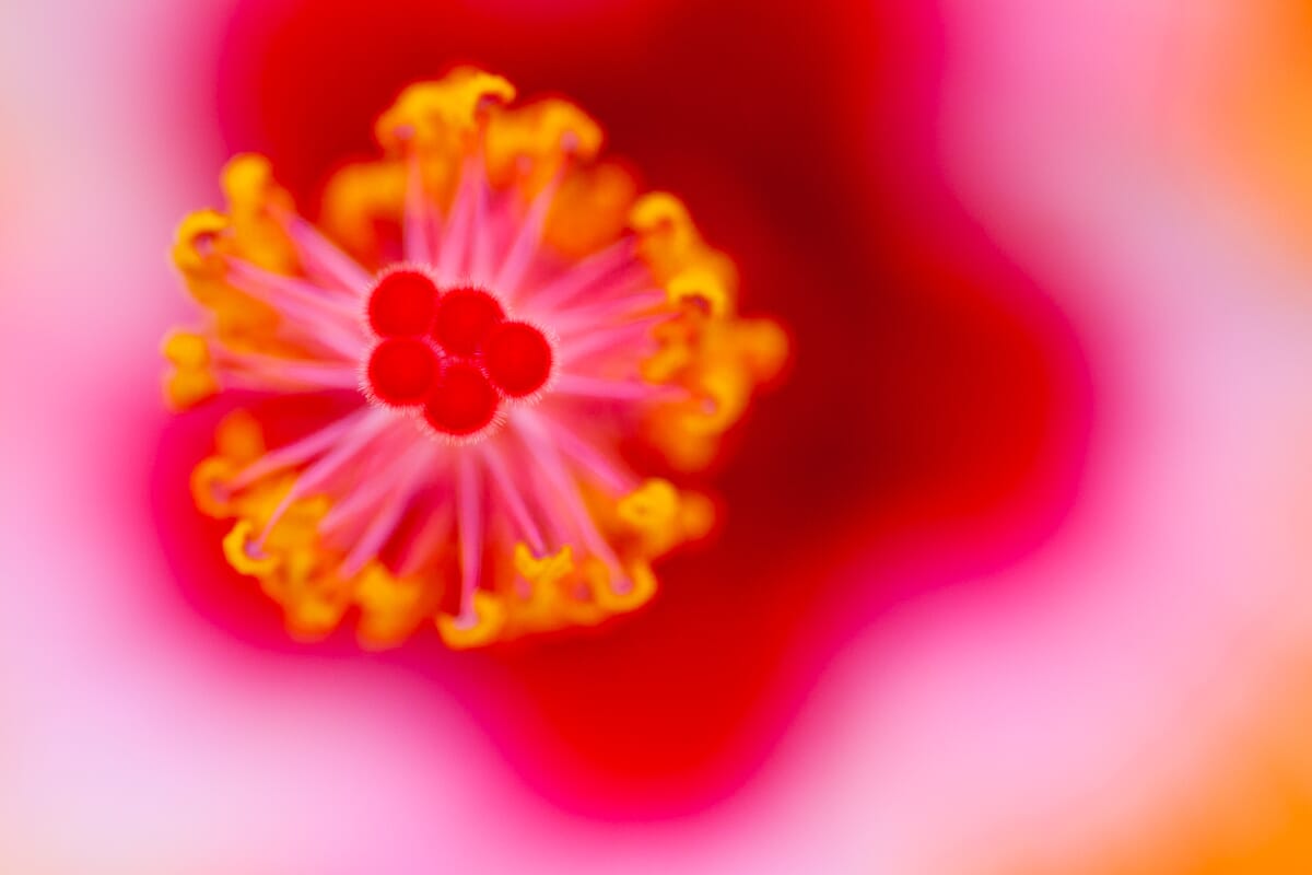 hibiscus high contrast