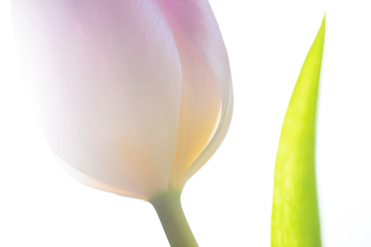 low-contrast tulip