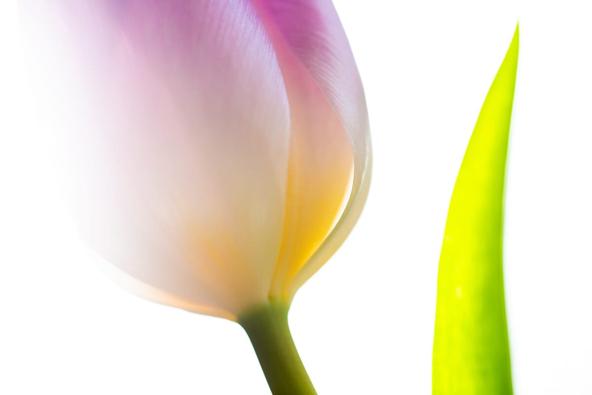 high-contrast tulip