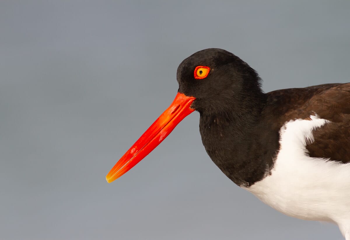 well-exposed oystercatcher
