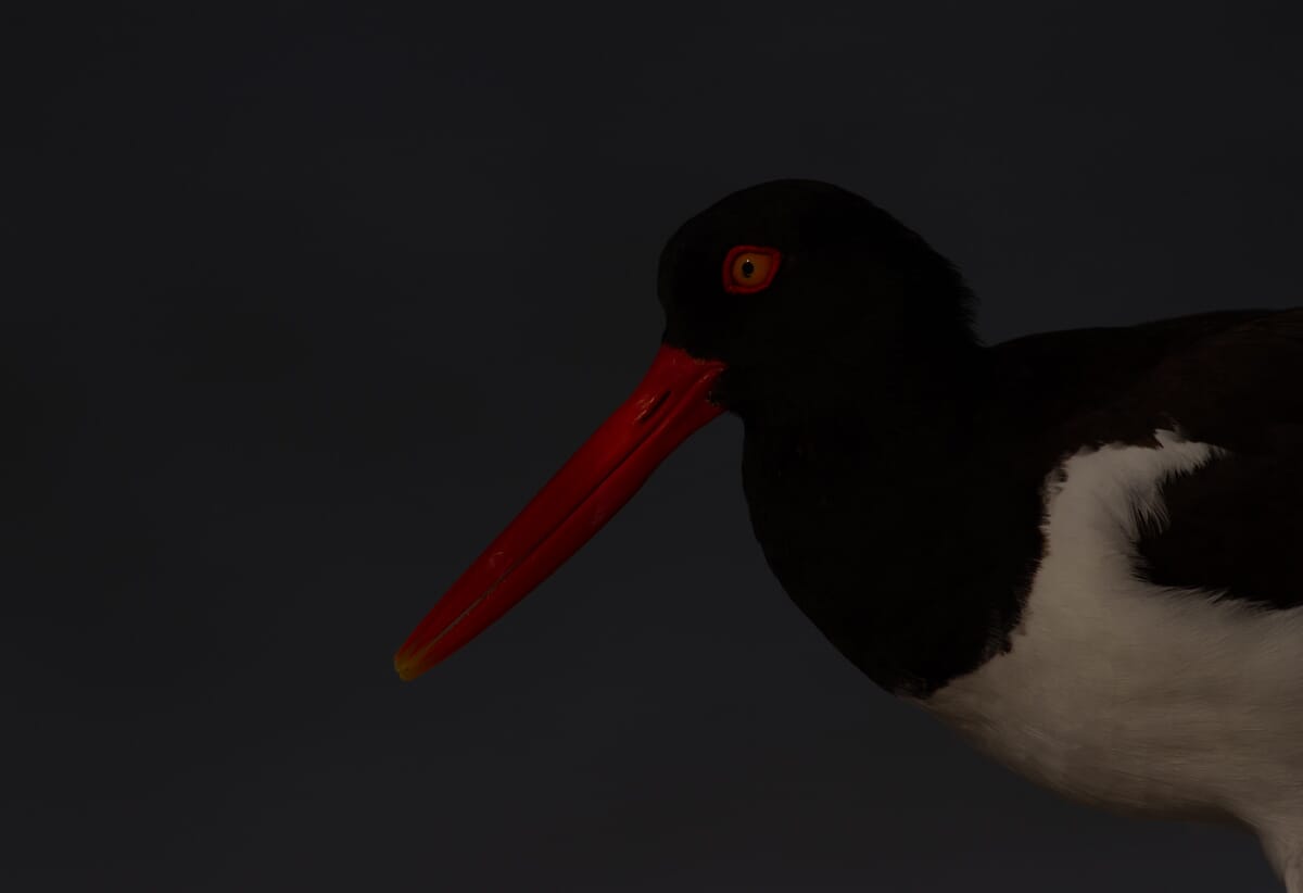 underexposed oystercatcher