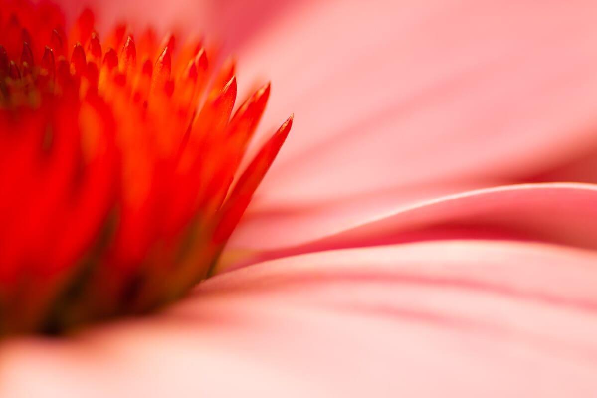 warm coneflower