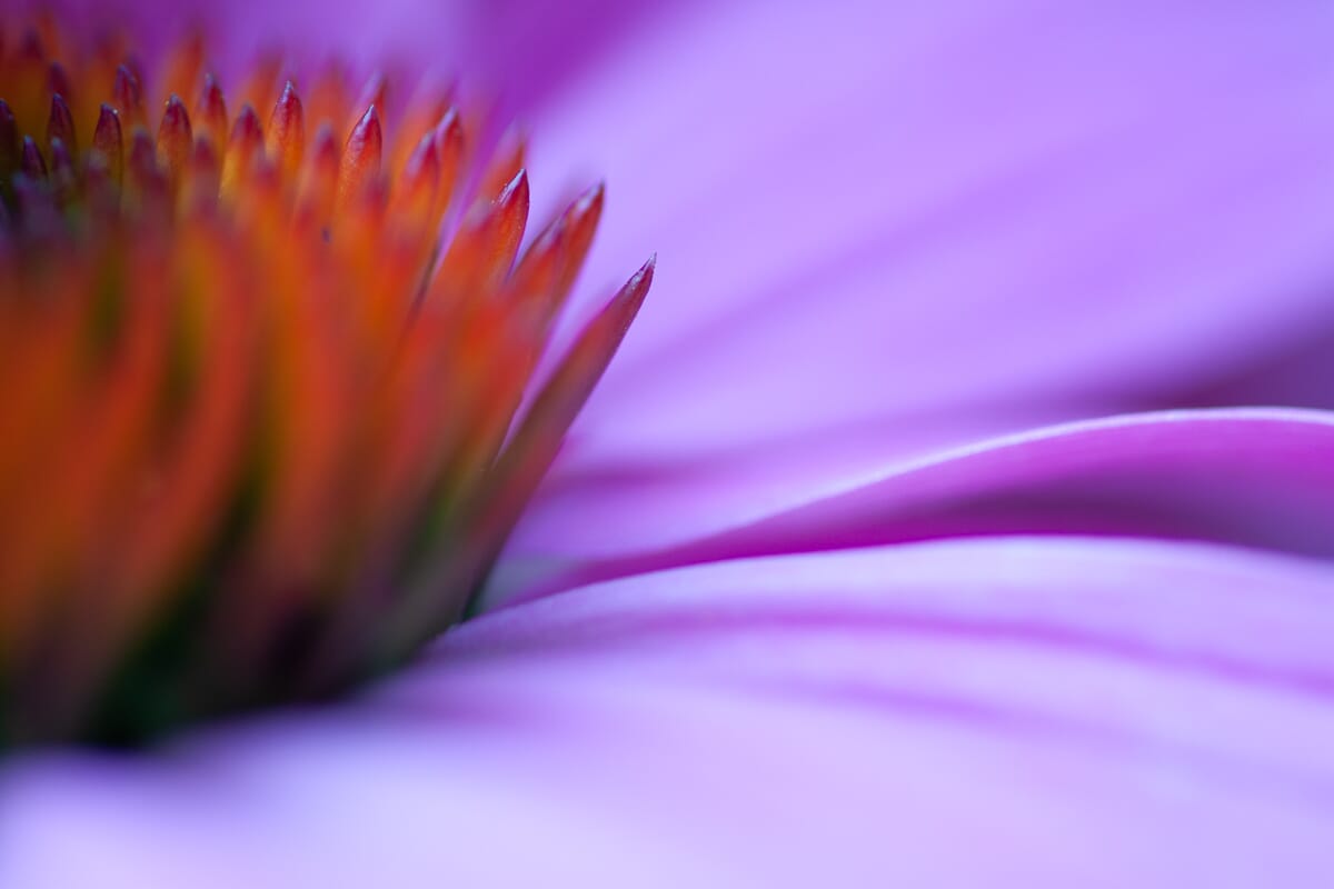 cold coneflower