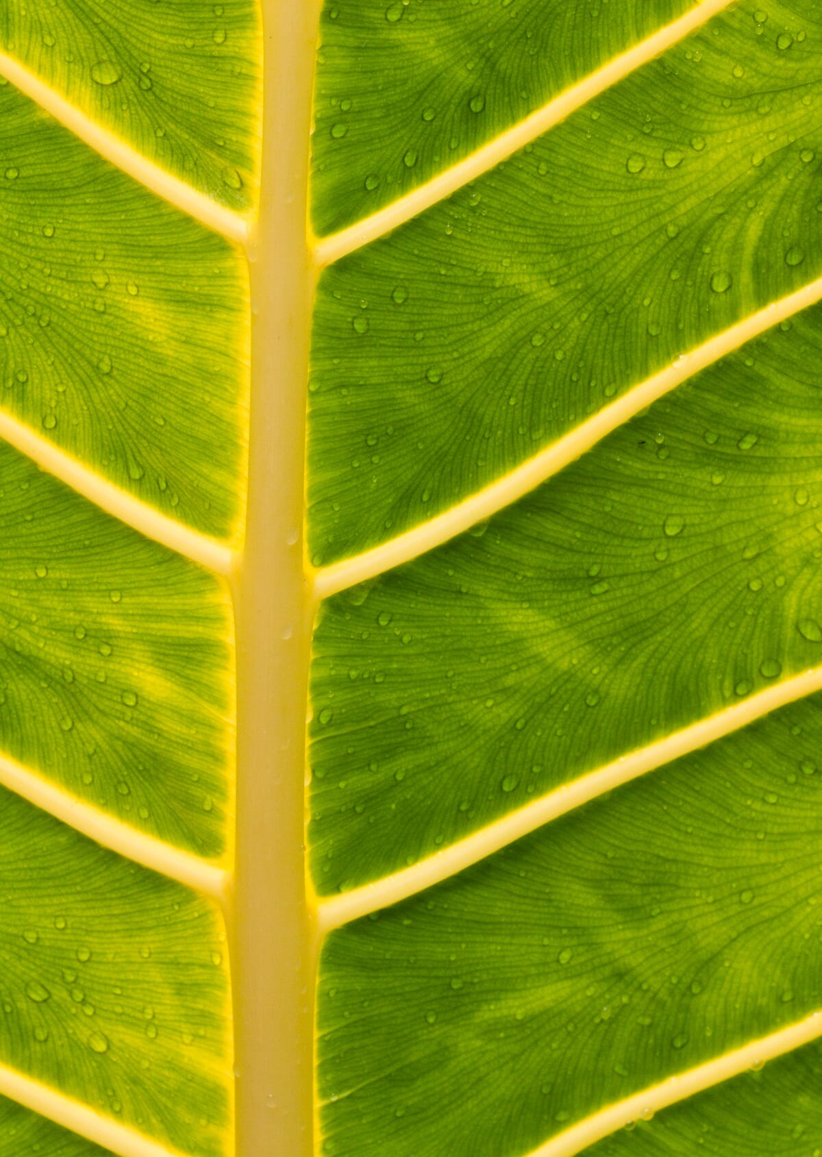 straightened leaf