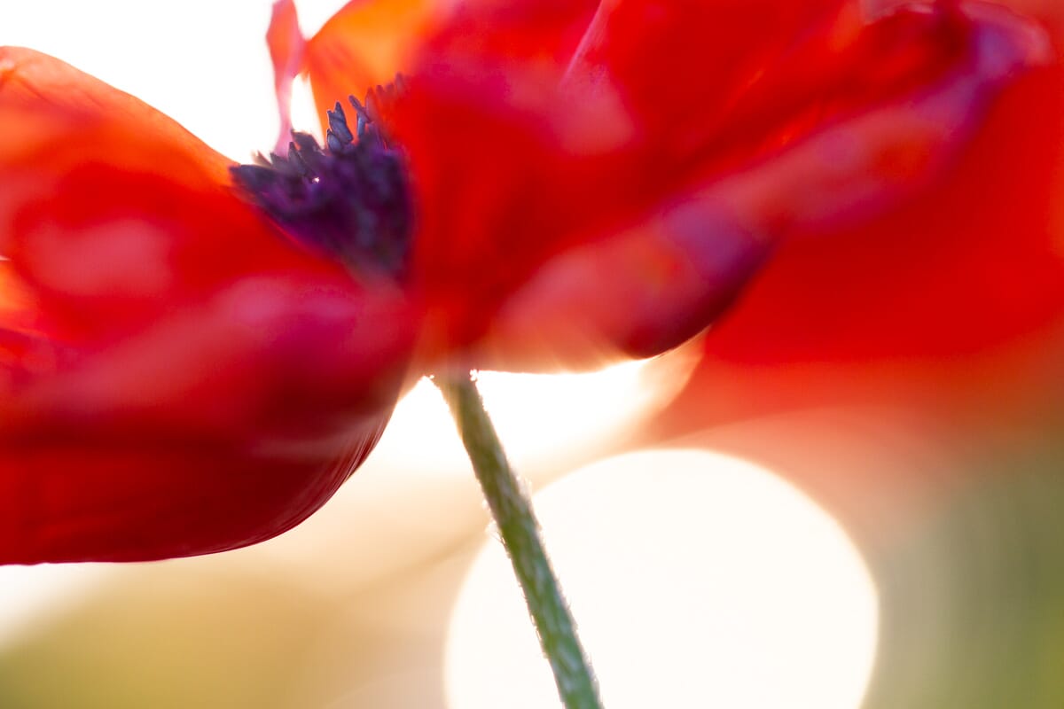 poppy abstract