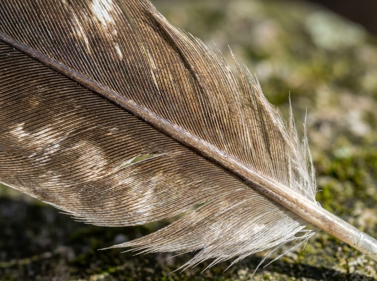 Close-up of an eagle feather showing fine detail and texture demonstrating good sharpening