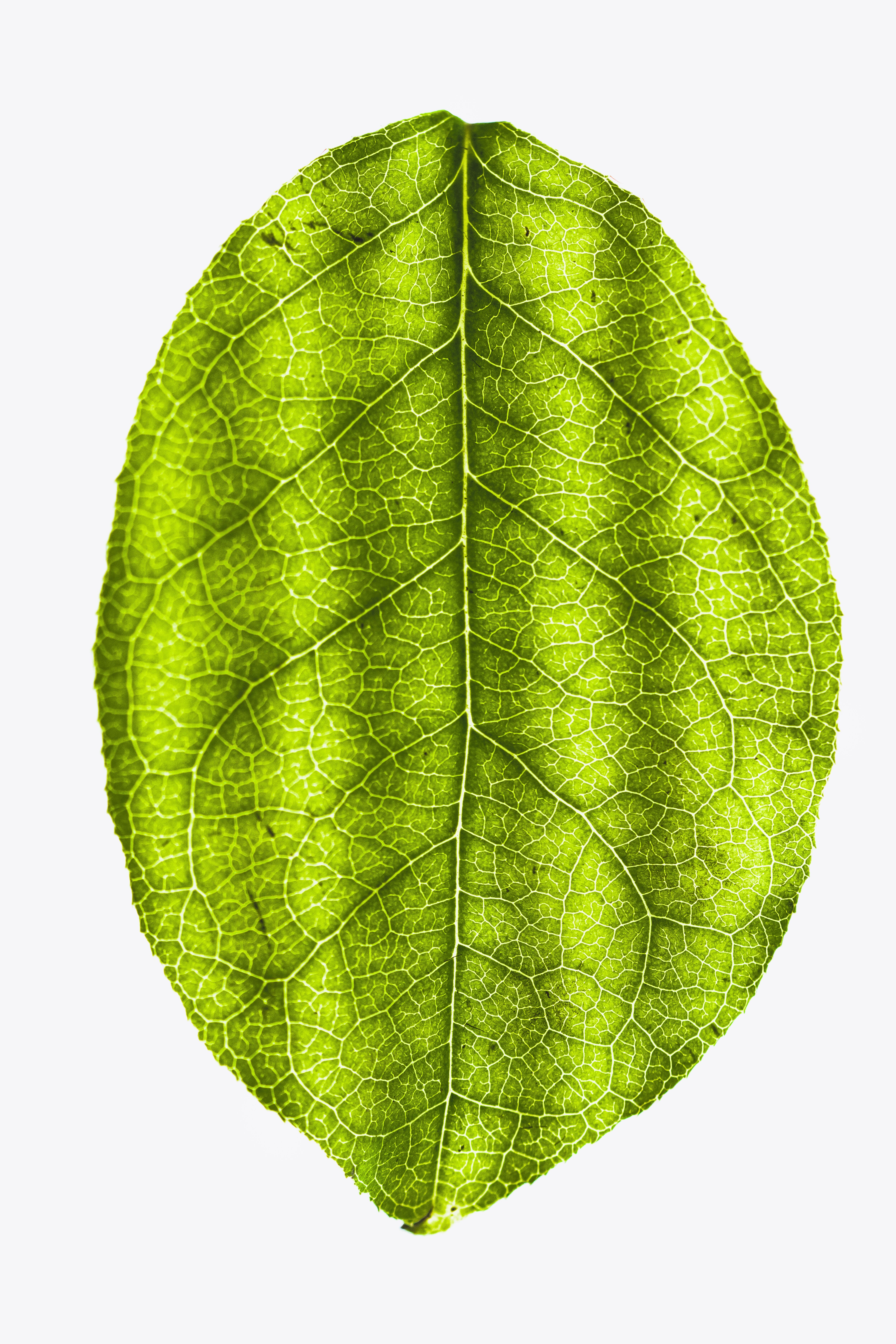 Close up of a leaf, light behind.