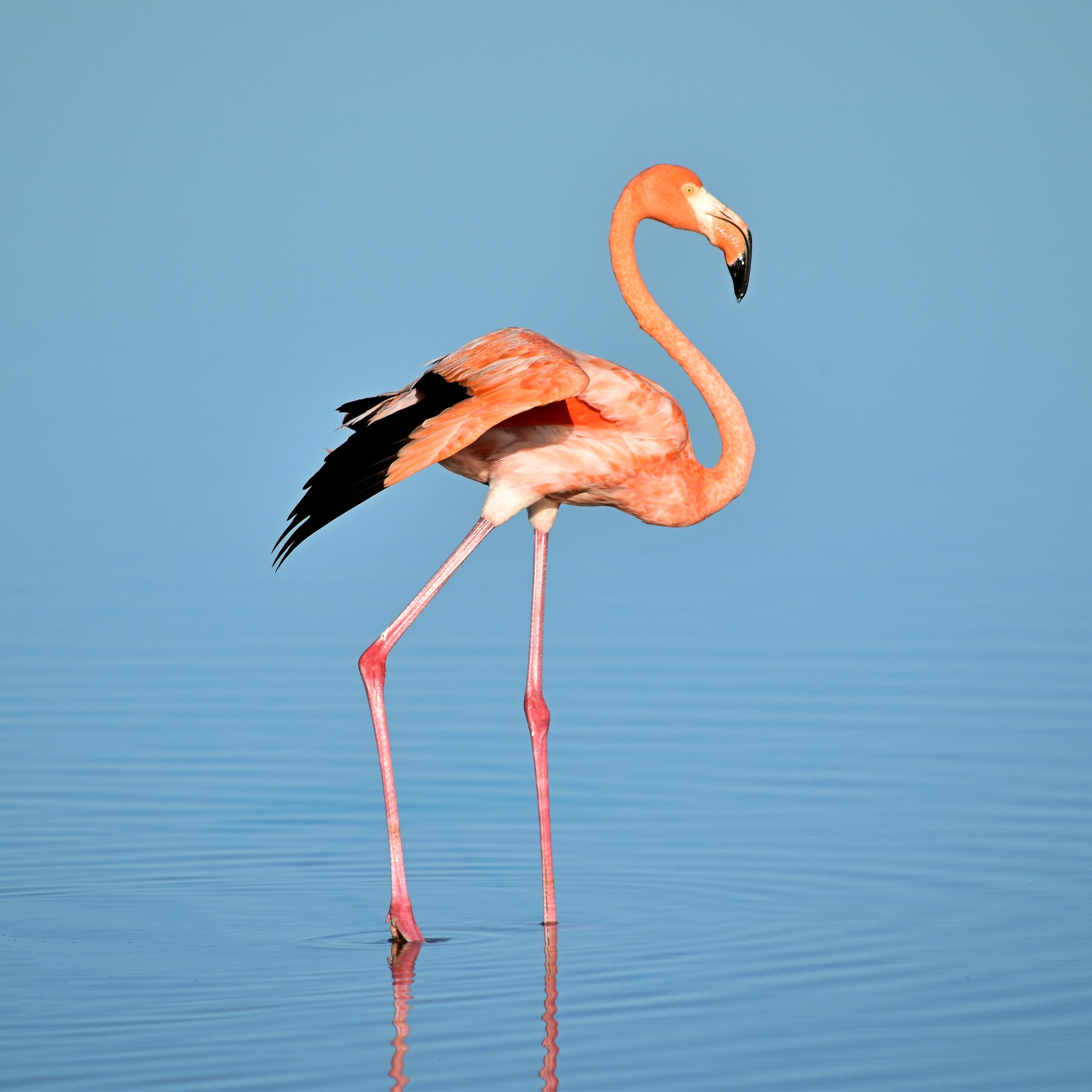 Pink Swan