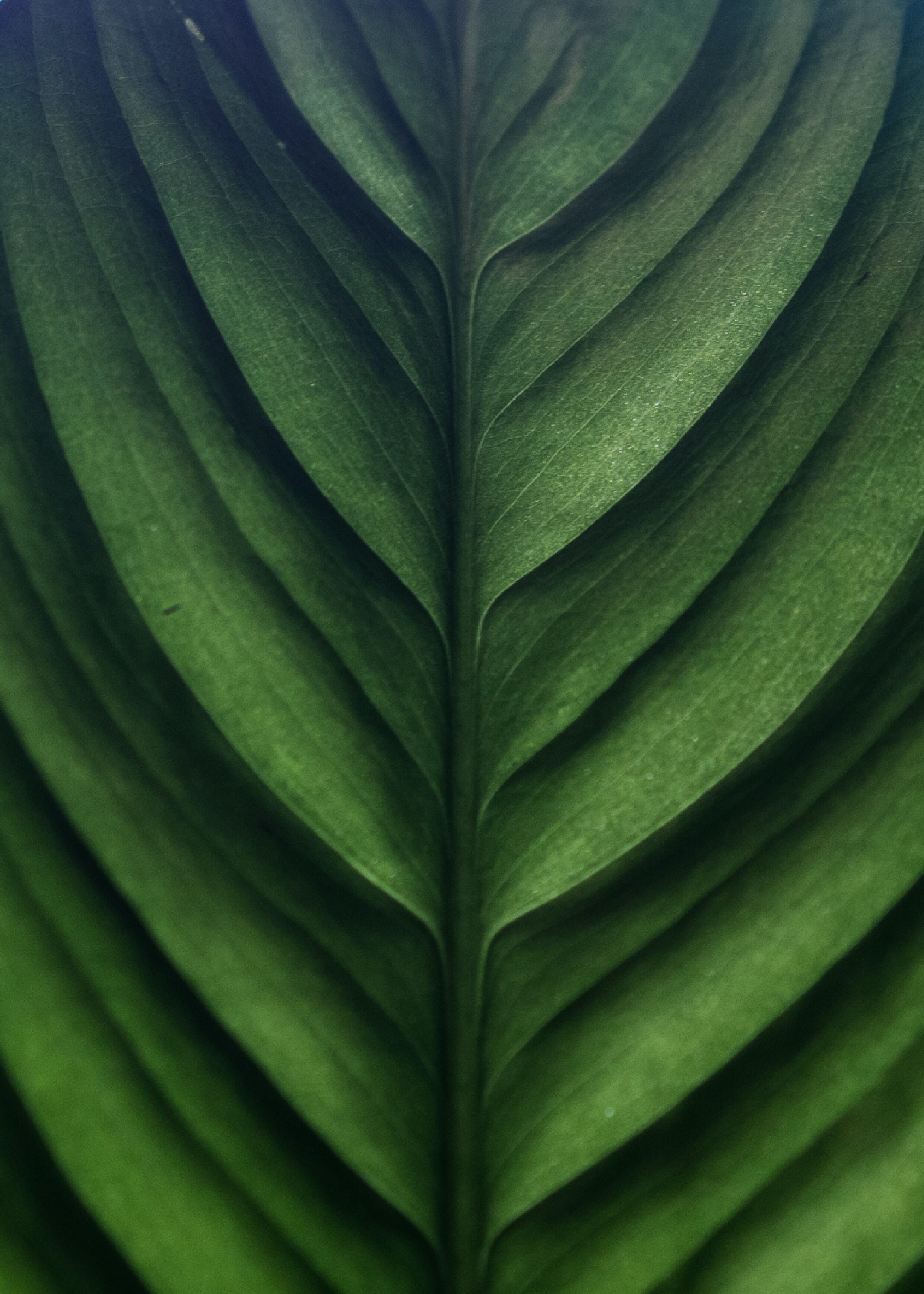 Close up of a leaf