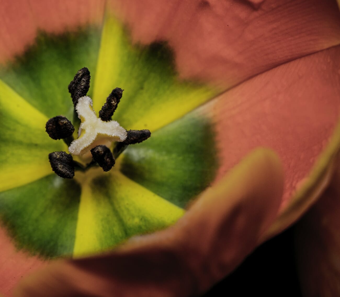 Vibrant red tulip macro close-up showing fine stamen and petal detail