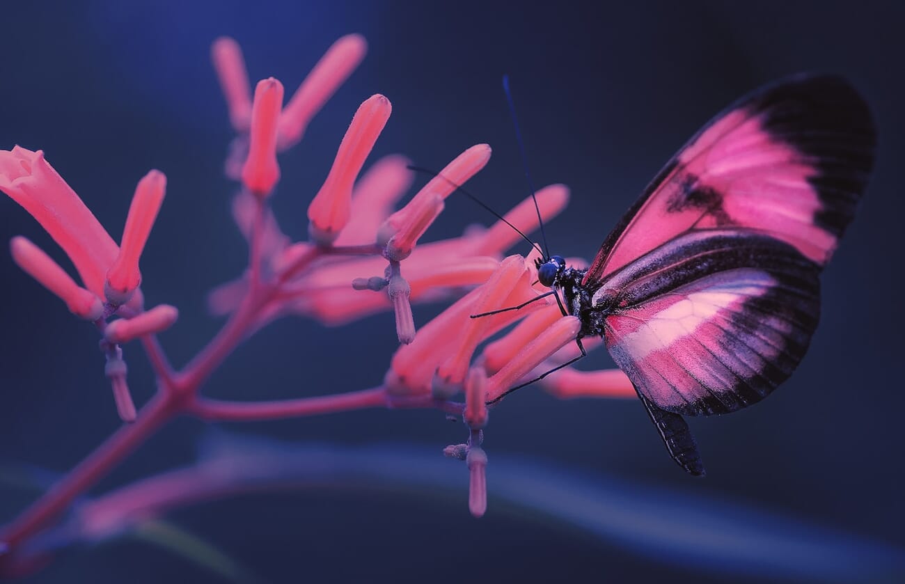 Macro lens mounted on tripod focused on a flower subject outdoors